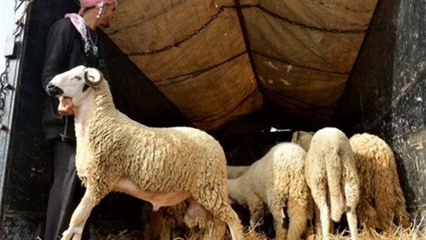 ما هي اللحوم التي