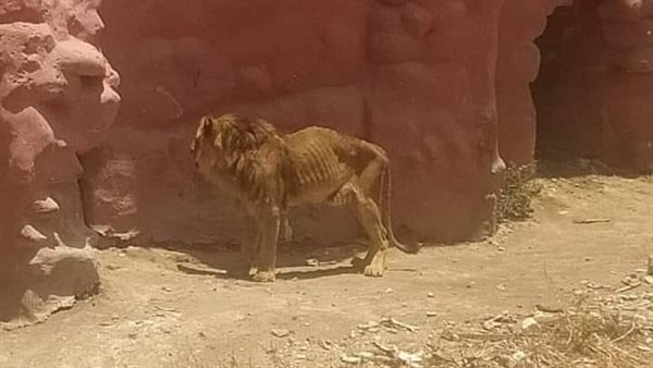 صورة الأسد المزيفة