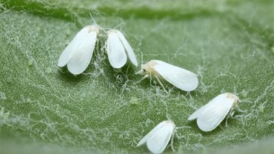 تقضي على المحاصيل بشراسة.. تحذير عاجل من الزراعة بسبب الذبابة البيضاء