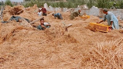 نفوق 2000 دجاجة في انهيار مزرعة دواجن بالمنوفية