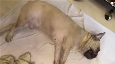 ليست المرة الأولى.. سيدة تستغيث: نادي الجزيرة قتل كلبي بالمبيد ومش هيتحركوا إلا لما طفل يموت