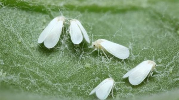 الذبابة البيضاء