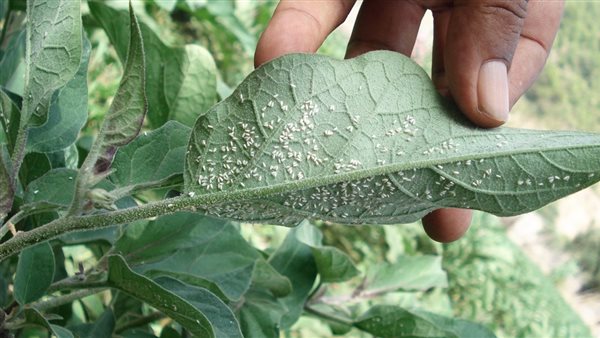 الذباب الأبيض