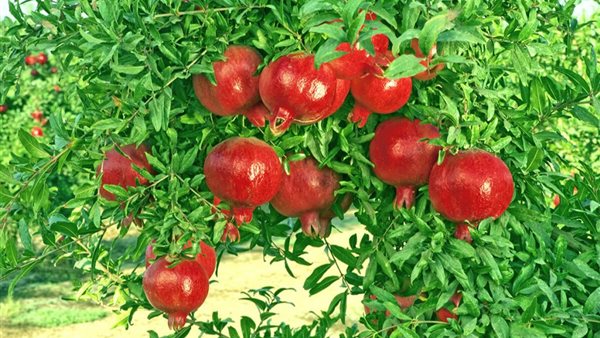 الزراعة في مصر