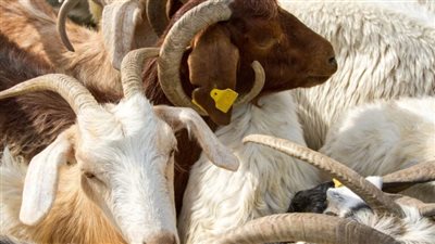 هل يجوز عدم توزيع لحم الأضحية؟.. اعرف حكم أكلها بالكامل وعدم التصدق منها