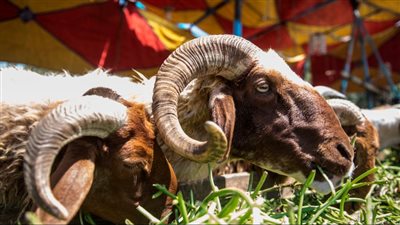 ما الذي يجب على المضحي فعله؟.. 10 أمور مهمة وفقًا لدار الإفتاء 