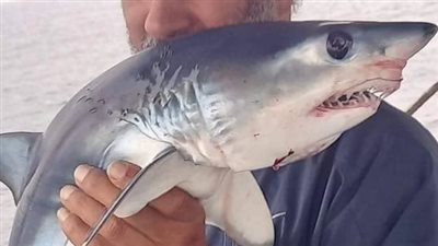 بعد حادث الغردقة.. حقيقة ظهور سمك القرش في شواطئ الإسكندرية | بث مباشر
