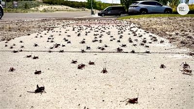 ملايين الصراصير تغزو ولاية أمريكية وسط رعب السكان | صور وفيديو 
