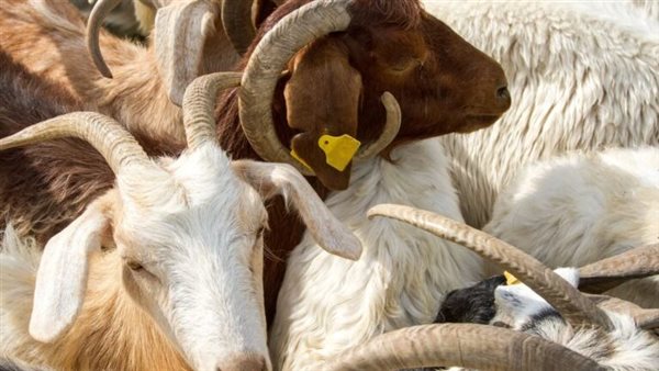 هل يجوز عدم توزيع