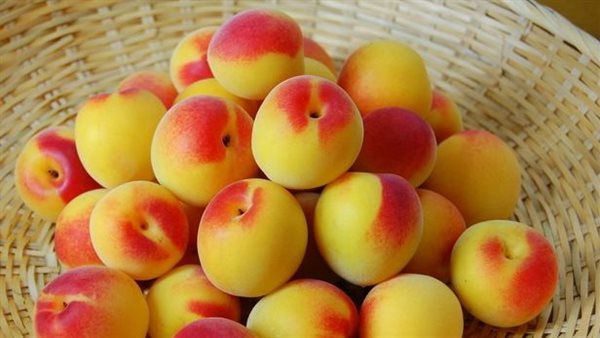 الخوخ الياباني 