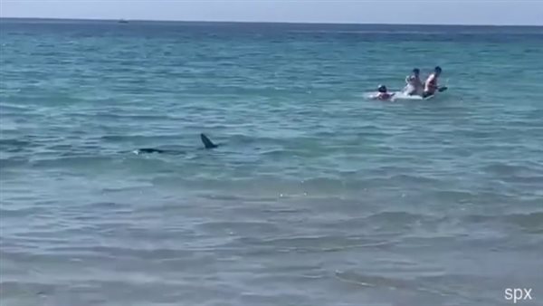 قرش يهاجم المصطافين