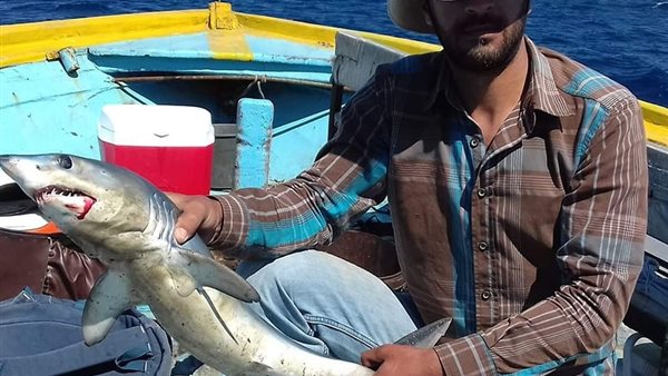 سمك القرش في الإسكندرية