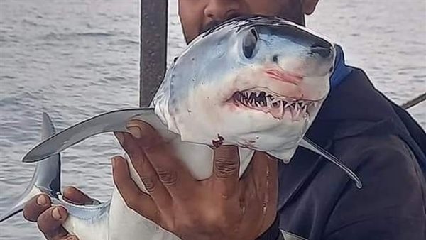 سمك القرش في الاسكندرية