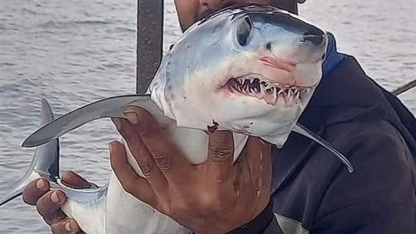 ظهور أسماك القرش