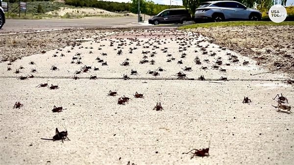 صراصير المورمون تهاجم