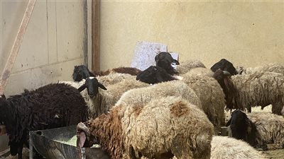 بمقدم 500 جنيه.. محافظ أسوان يعلن حجز خراف للأضاحي بـ 168 جنيها للكيلو