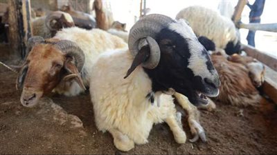 ننشر أماكن شوادر الخراف الحية داخل القاهرة والمحافظات