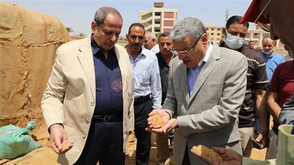 توريد القمح بالمنيا