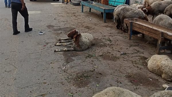 إزالة 5 فروشات بحي