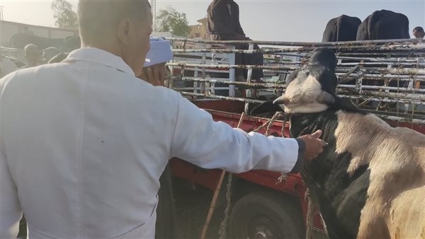 تضامن الأقصر توزيع