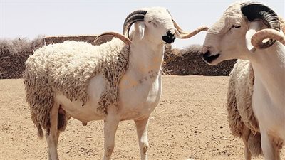 ما حكم الذبح بنية الأضحية والعقيقة معًا؟.. الإفتاء تجيب