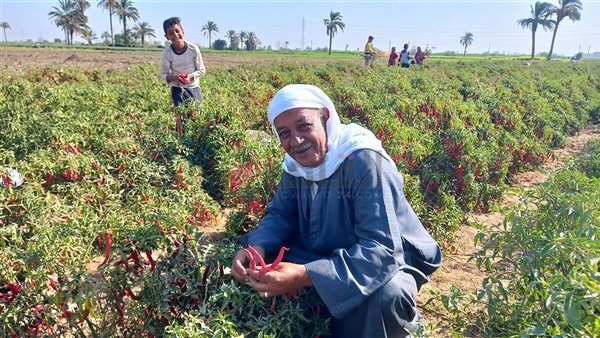 المهندس ناجي- مهندس