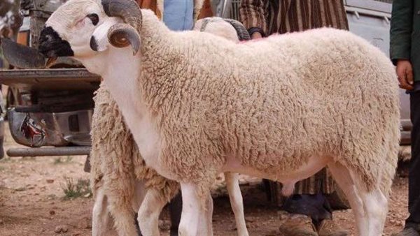 شروط الأضحية 