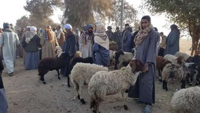 بيطري الدقهلية: رفع حالة الطوارئ استعدادًا لعيد الأضحى