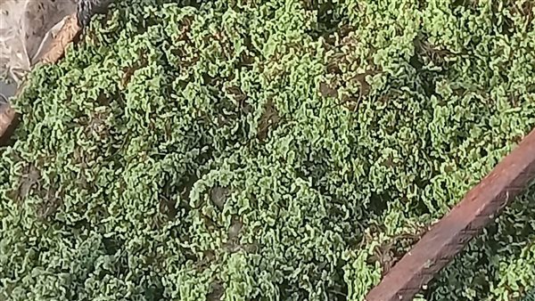 نبات الأزولا