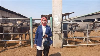 نائب مدير مشروع الثروة الحيوانية بأسيوط: طرح عجول جاموسي للأضاحي بـ 120 جنيها للكيلو |فيديو وصور