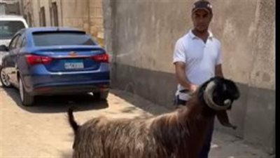عمرها سنتين ووزنها 85 كيلو.. أغرب أنواع الماعز بسوق الجمعة| بث مباشر 