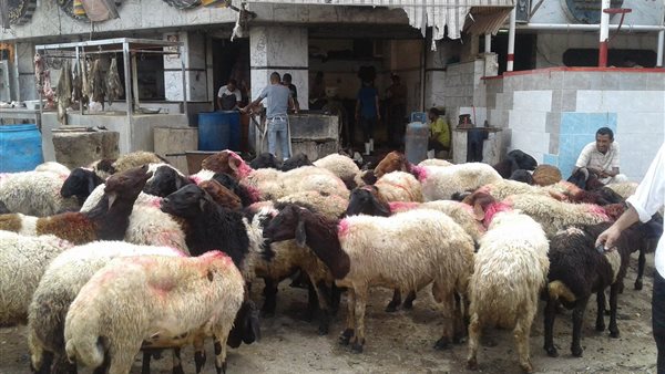 الأضاحي في مصر 2023