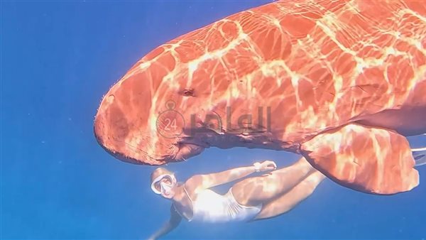 ظهور عروس البحر قبال