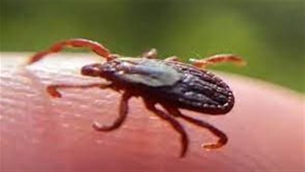 صورة تعبيرية