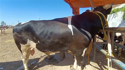 بيتصوروا معاه سيلفي.. أغلى عجل في مصر وزنه طن ونصف في سوق المواشي بدمنهور