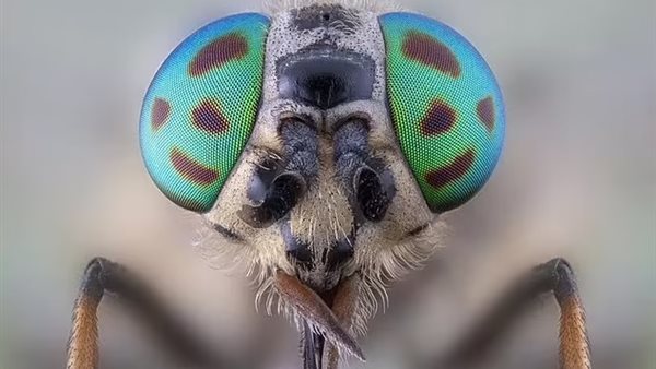 ذبابة الحصان 