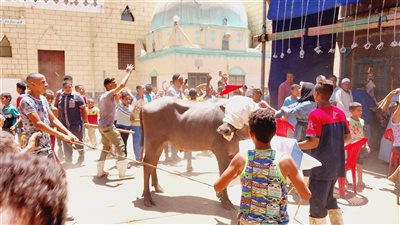 فرح وزفة للعجل قبل الذبح.. أغرب عادات وطقوس أهالي سوهاج قبل ذبح الأضاحي | صور