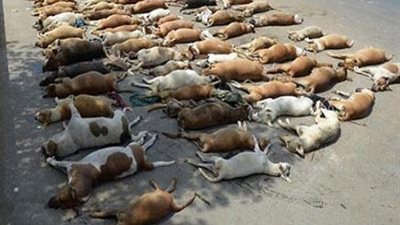 تحرك برلماني بشأن تسميم الكلاب والقطط في النوادي