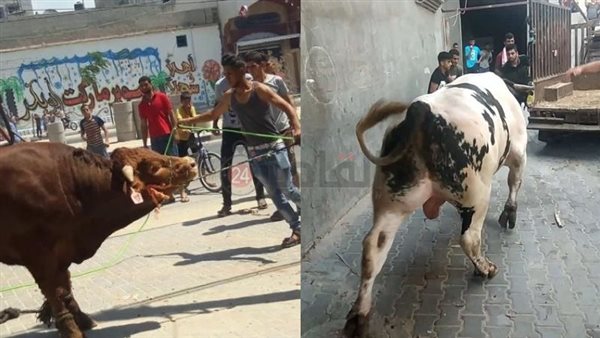 هروب العجول - أرشيفية