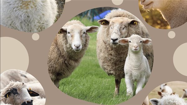 دعاء عيد الأضحى 2023