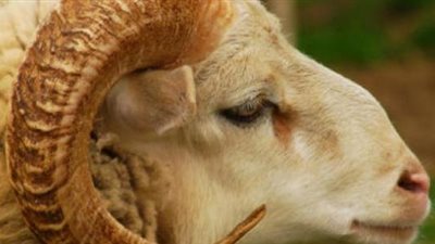 هل يجوز لي ذبح ذبيحة واحدة بنِيَّة الأضحية والعقيقة؟.. الأزهر للفتوى يجيب 