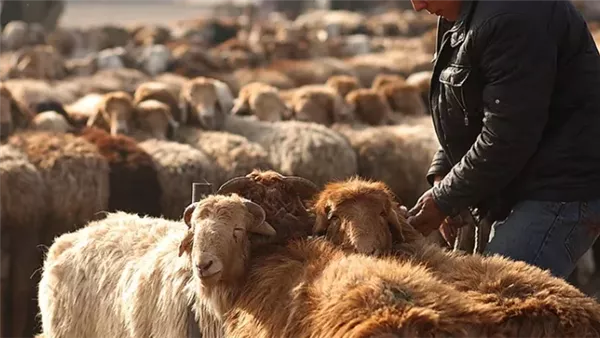 حكم حلق الذقن للمضحي