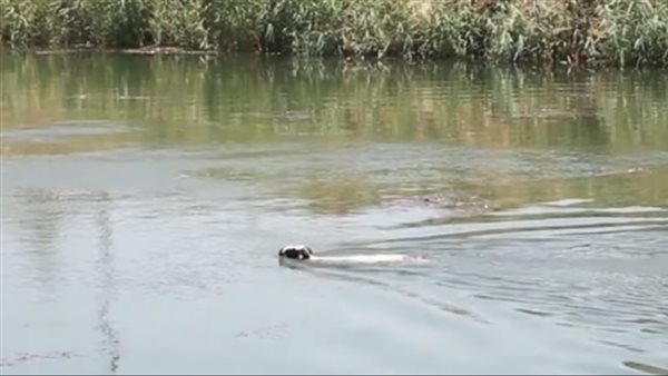 خاروف يستعرض مهارته