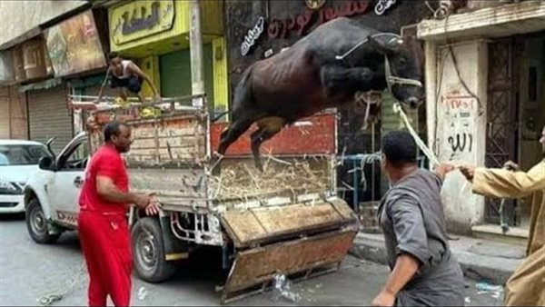 هروب الأضحية