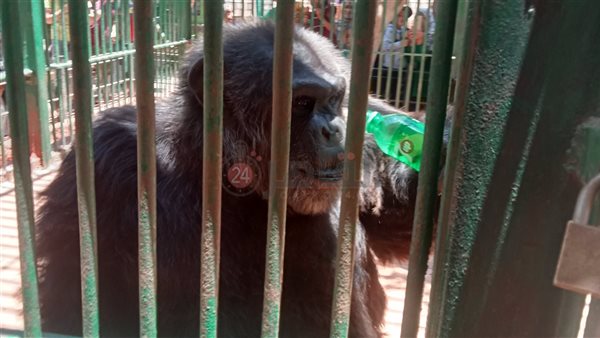 القرد كوكو عامل قلق..