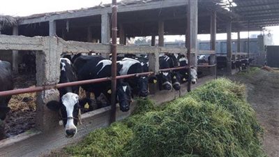 خطوات للحصول على ترخيص إنشاء مزرعة مواشٍ