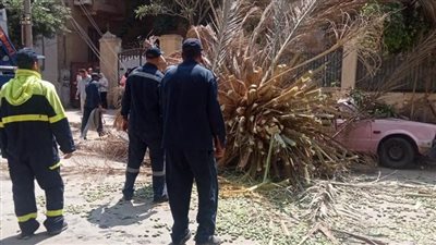 سقوط نخلة وأعمدة إنارة بمنزل عباس العقاد بمصر الجديدة.. ووزارة التنمية المحلية تتدخل