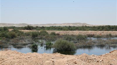 انهيار أحد أحواض الغابة الشجرية بالصالحية بقنا.. وقرار عاجل من المحافظ