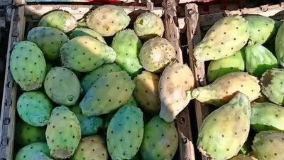 موسم التين الشوكي.. فوائده الصحية عظيمة وزيته يصل إلى 1000 دولار