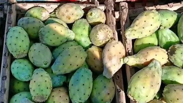 التين الشوكي